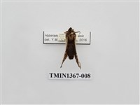 藏品(雙線亥齒舟蛾)的圖片